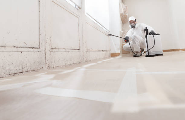 Black mold remediation team in Tampa