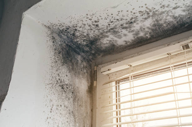 Mold Removal service in Tampa