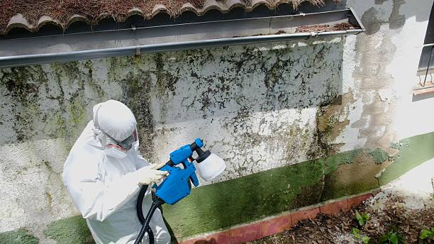 Mold Remediation service in Tampa, Tampa, FL
